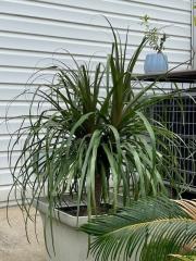 ponytail palm.jpg