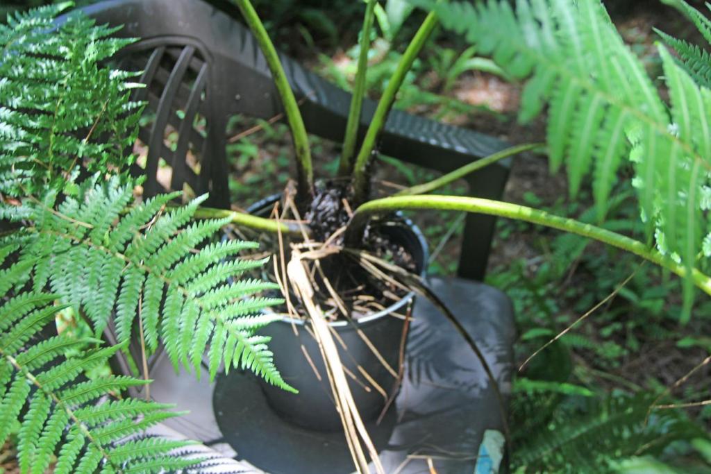 Cyathea medularis  (1).JPG