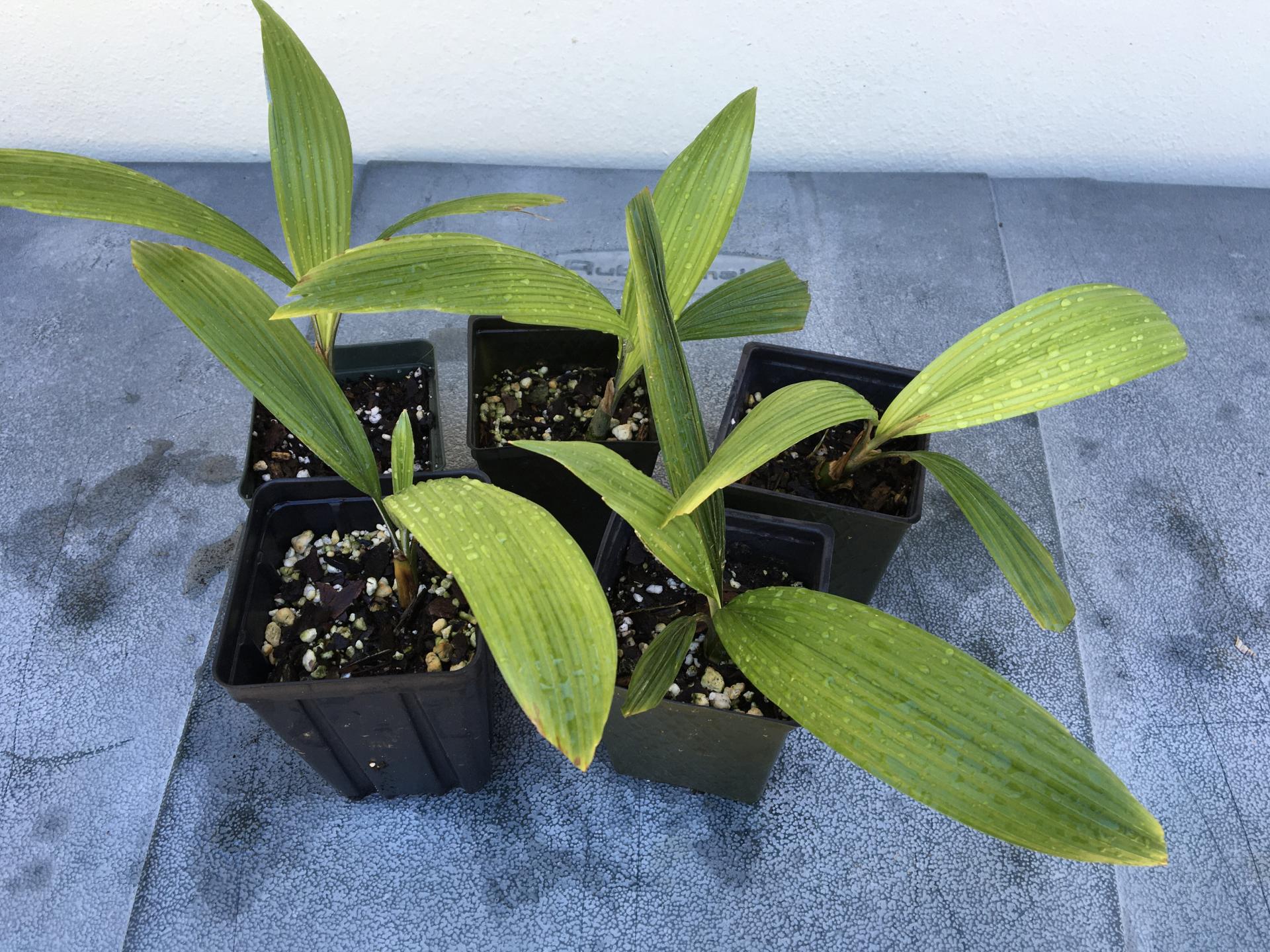 5 Kerrio elegans
