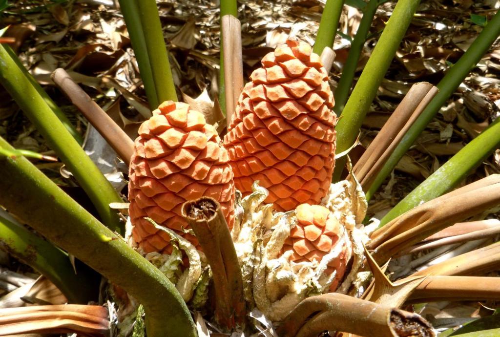 1561083570_P1090813EncephalartosFeroxcone.thumb.JPG.40bb8919f9d78d598c2d61d8ec06b051.JPG
