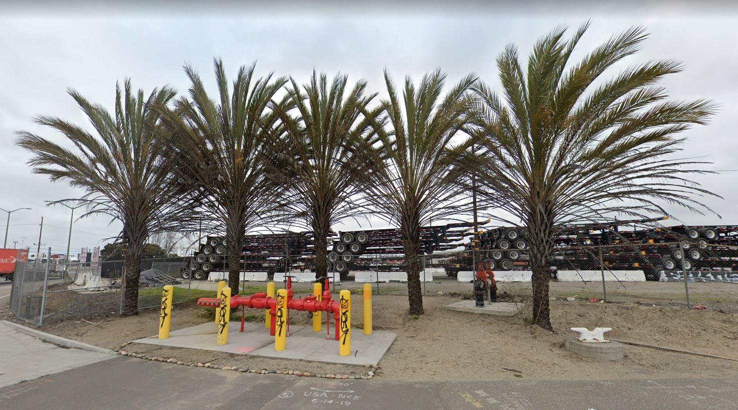 Palms of Oakland, California DISCUSSING PALM TREES WORLDWIDE PalmTalk