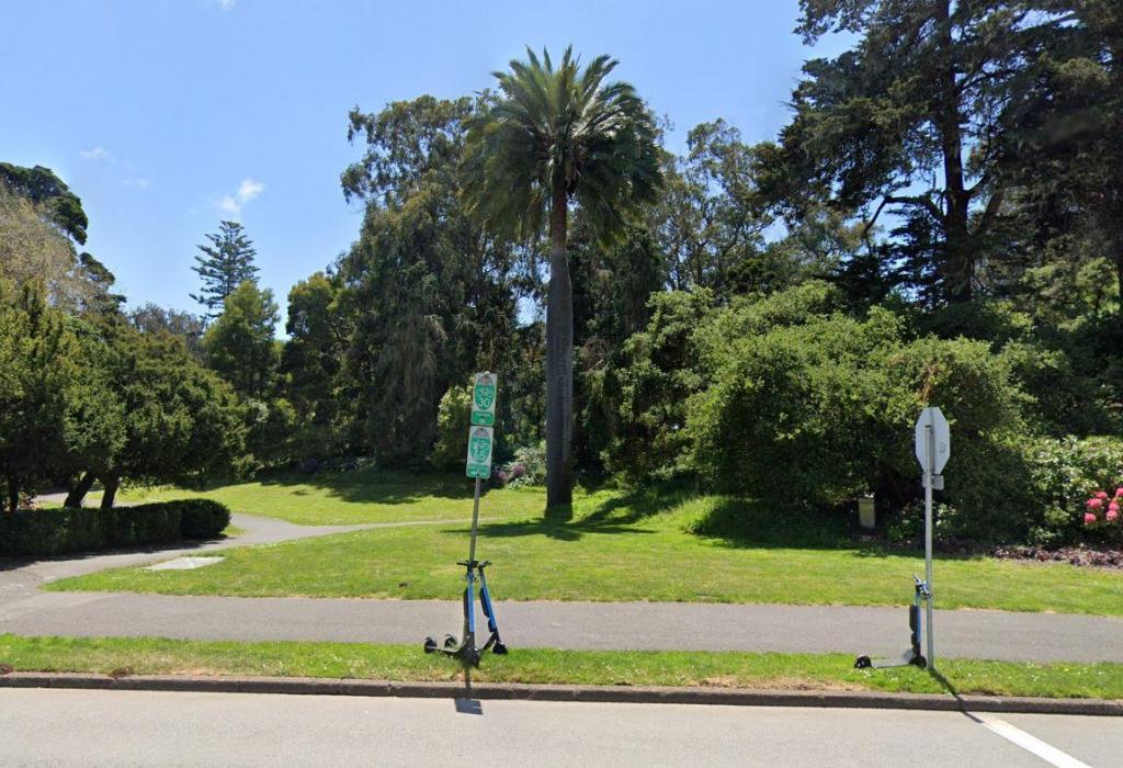 Large Jubea in GGP.JPG