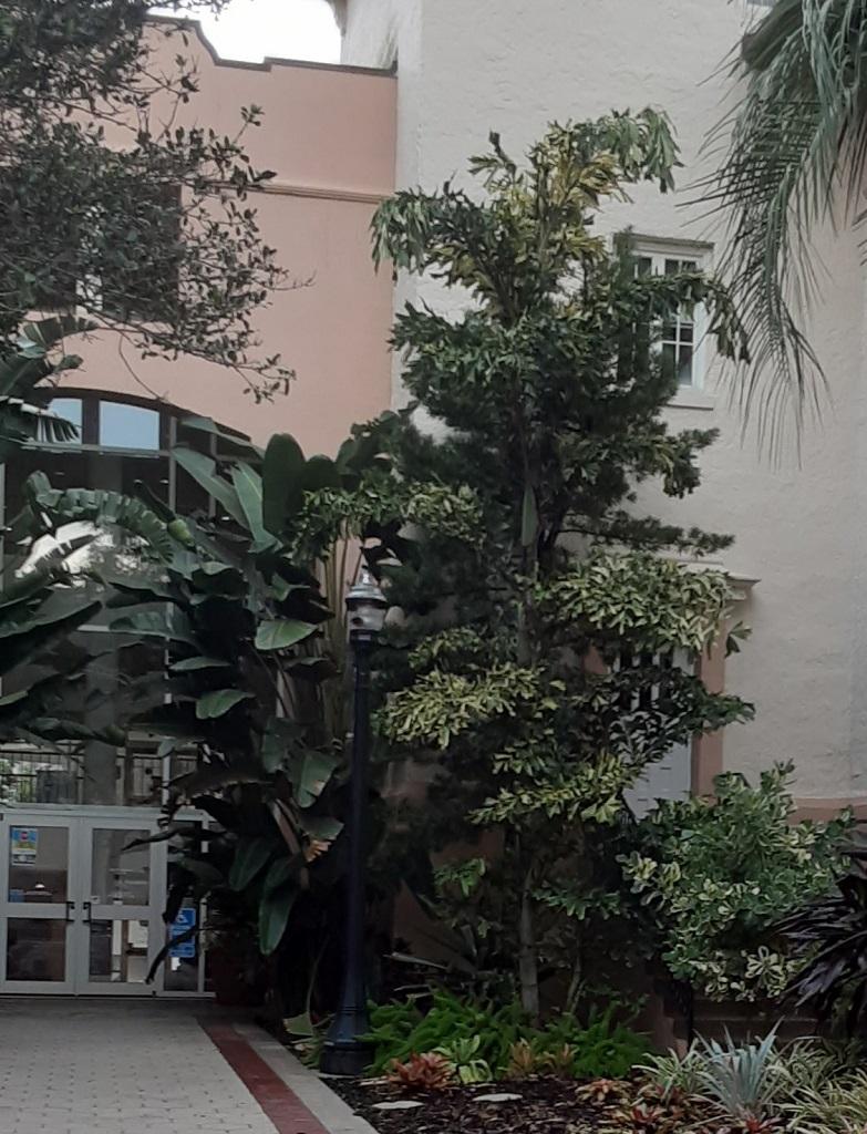 20220818_183200_CityHallCaryota_00.jpg.3f405cca383ac643543659e9044fe586.jpg