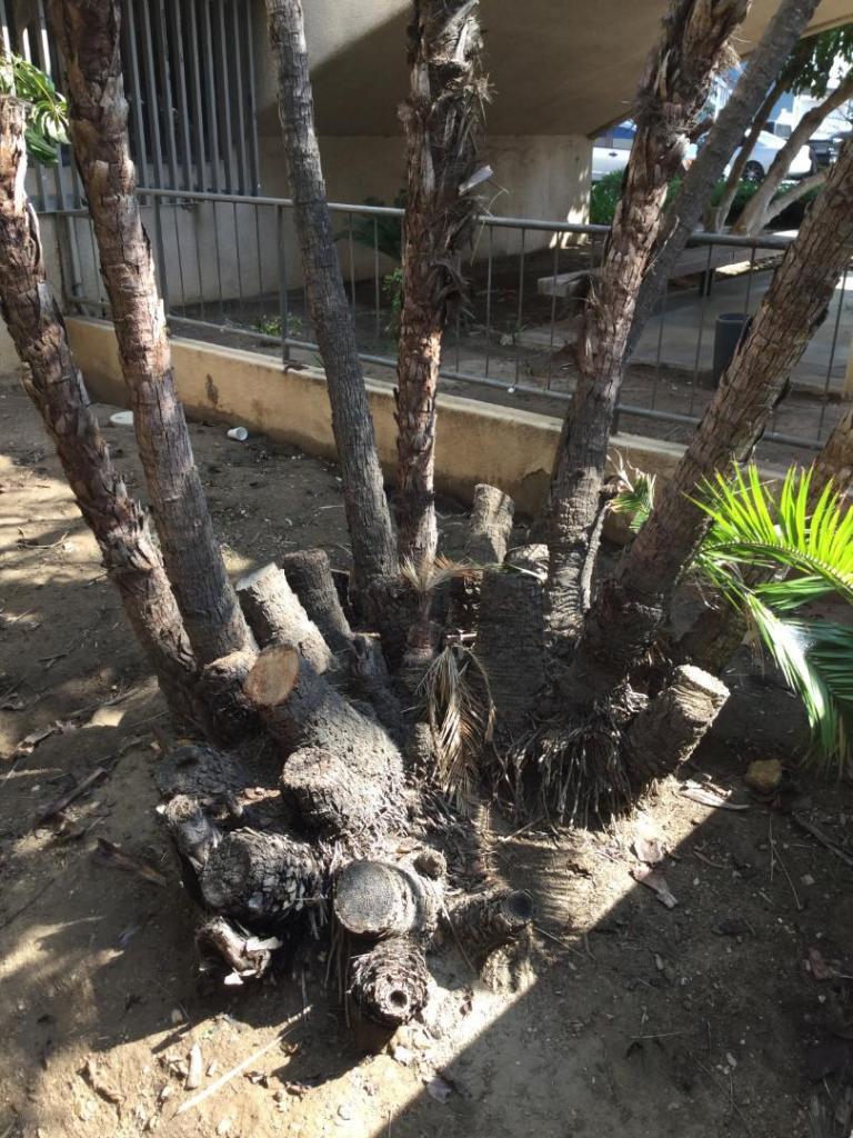 2084433893_P.Reclinata-Canarydonor2.thumb.JPG.9408448a25df5c377ab660eab5f9b6e8.JPG