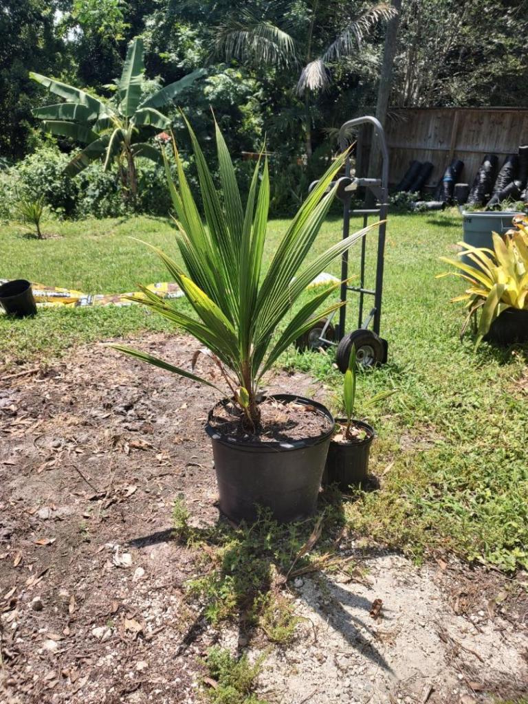 Beccariophoenix Alfredii Cold Hardy Coconut Palm For Sale PalmTalk