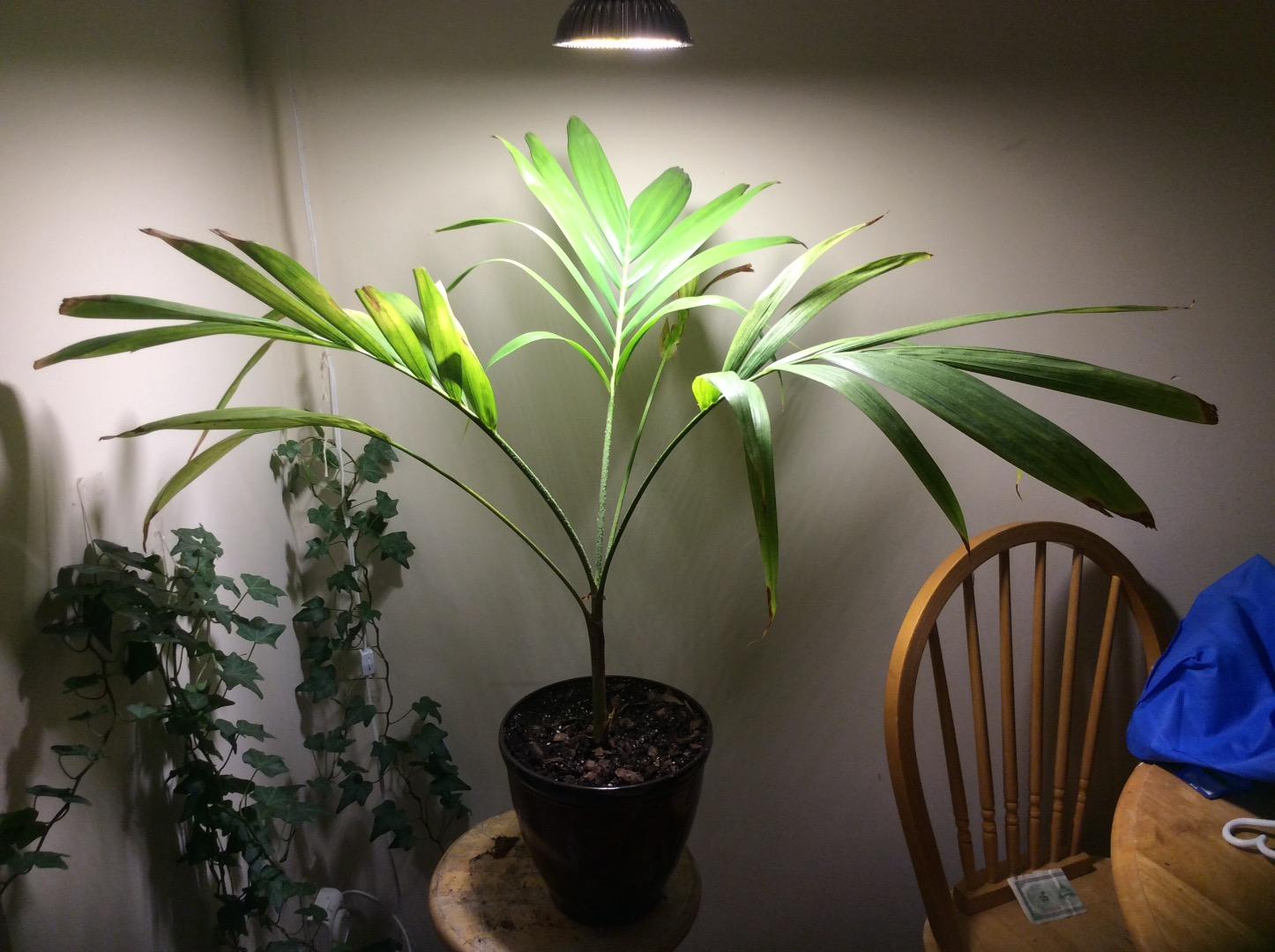 First try... PALMS IN POTS PalmTalk
