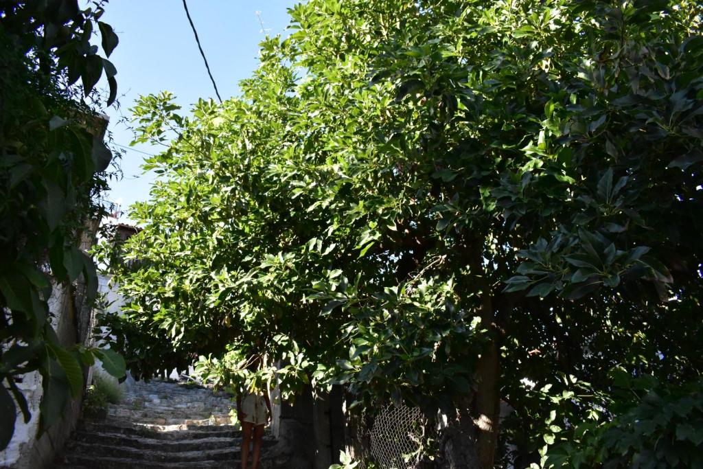 DSC_0633.JPG