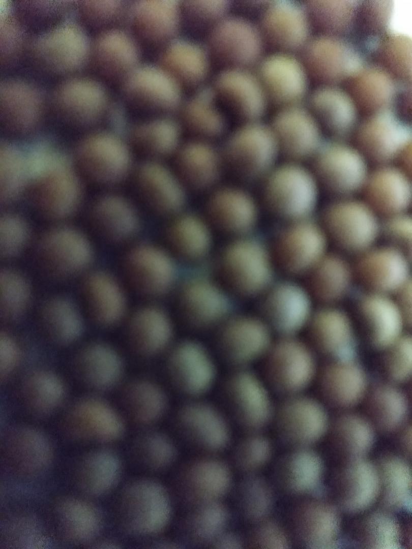 Hemithrinax ekmaniana