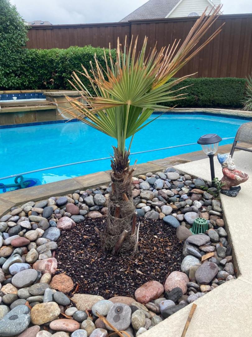 Windmill palm clearance