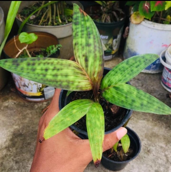 ID this palm seedlings?