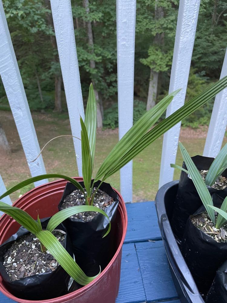 Time to Repot? PALMS IN POTS PalmTalk