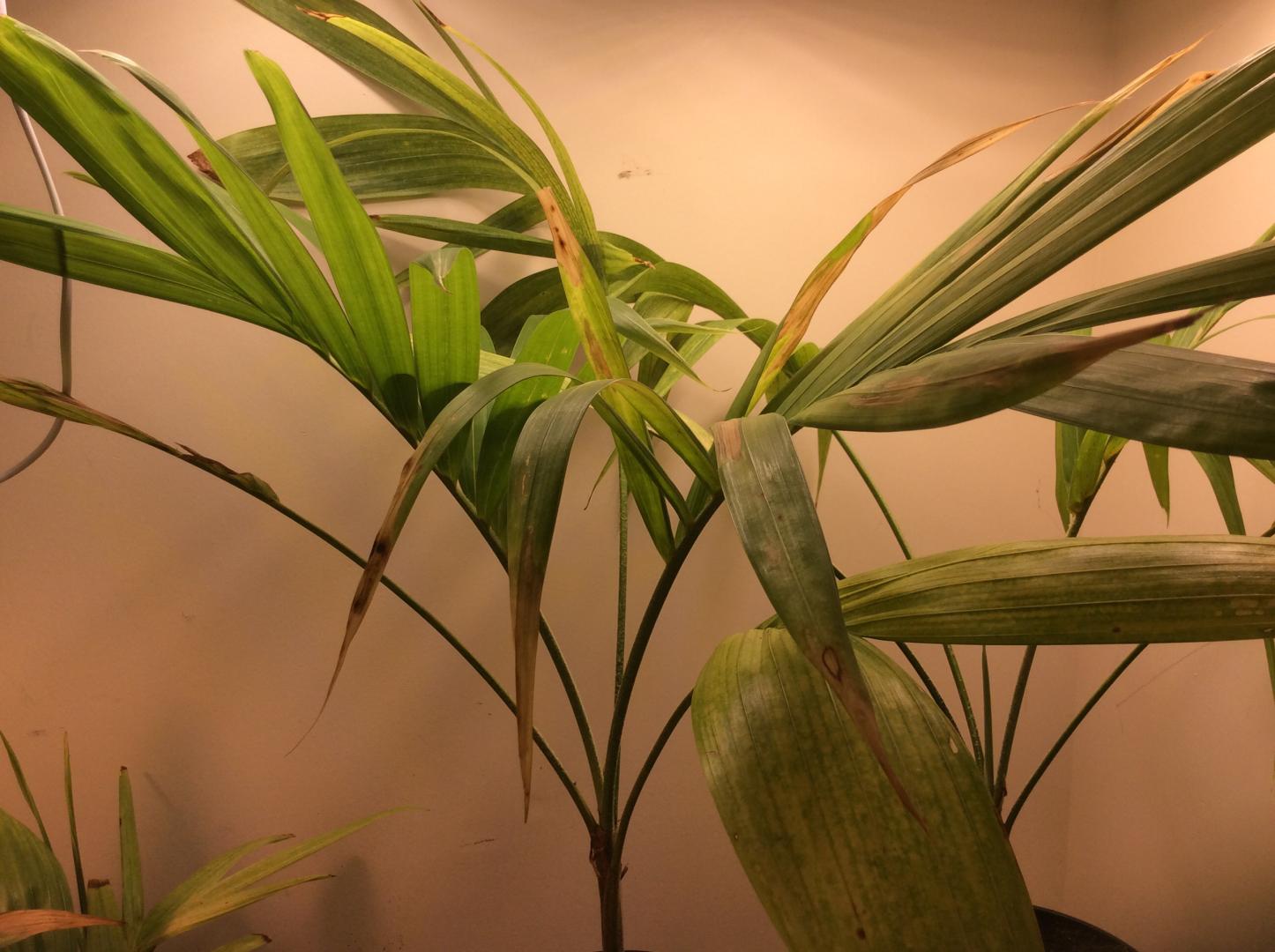 Fronds not looking so well.... PALMS IN POTS PalmTalk
