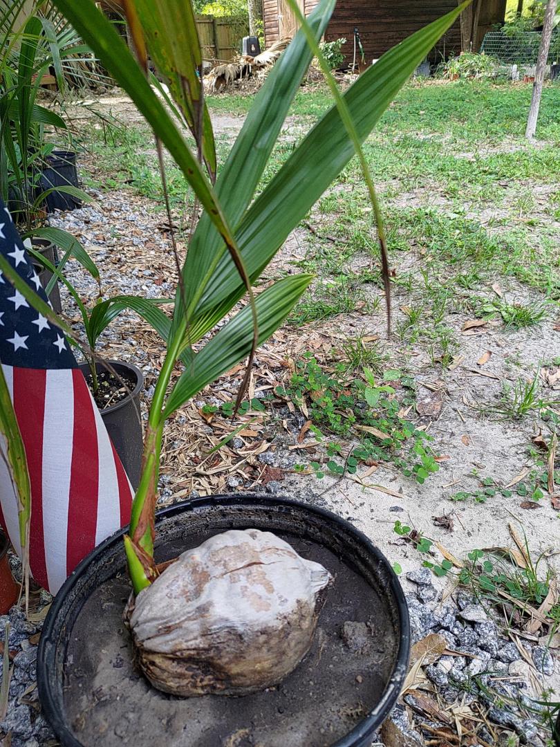 Dypsis lutescens palm seed for sale, Fresh August 2022, Areca, Golden cane, butterfly