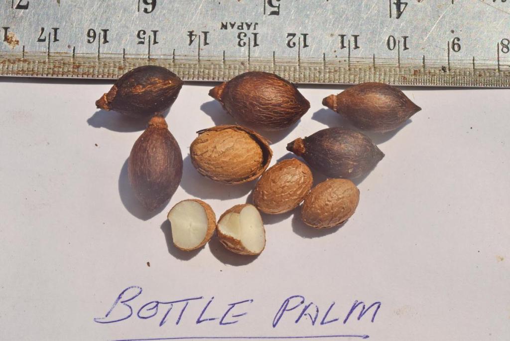 TH_palm seeds_Hyophorbe lagenicaulis_Bottle Palm_3964.JPG