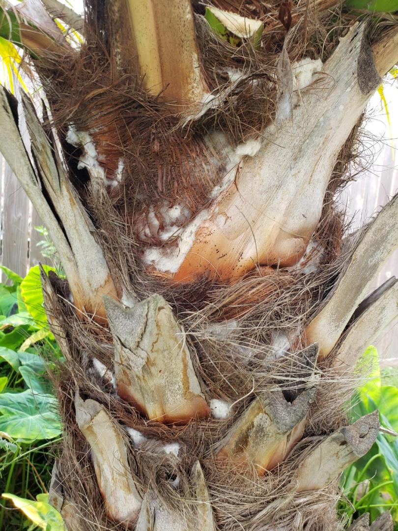 Mold on my L. Chinensis trunk COLD HARDY PALMS PalmTalk