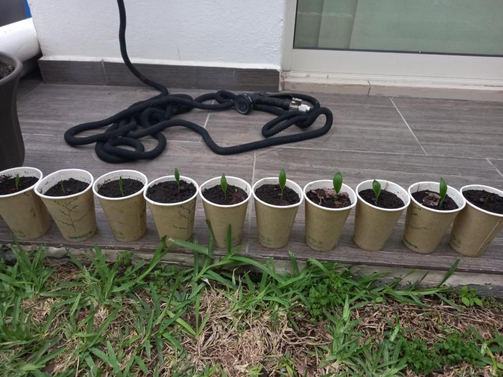 Sabal Yapa & Sabal Gretheriae Seedlings DISCUSSING PALM TREES