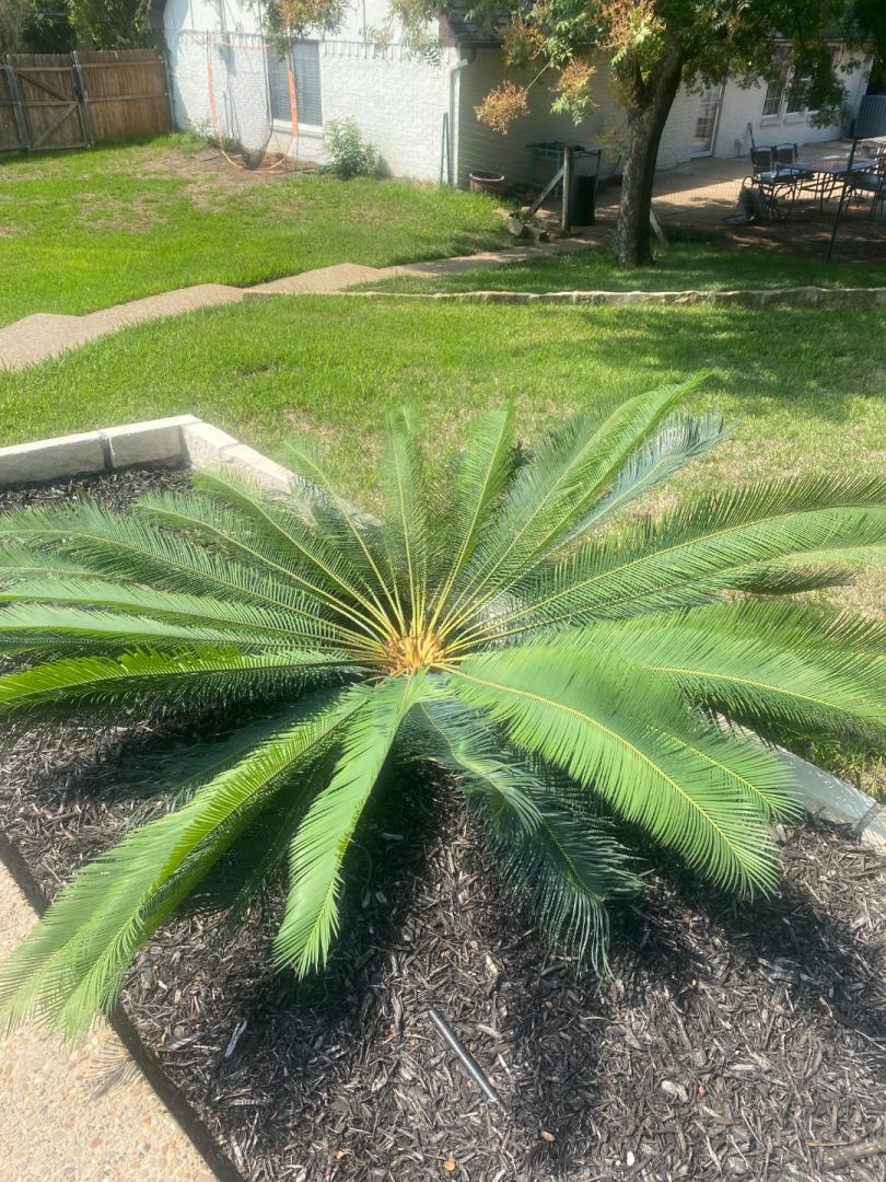 New Cycad flush laying down? COLD HARDY PALMS PalmTalk