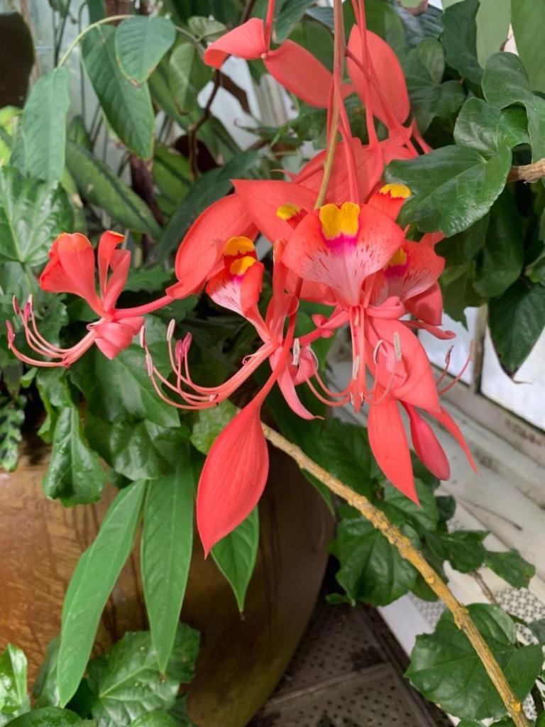 Amherstia_2022_4.jpg
