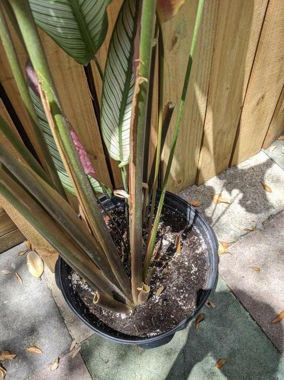 Help ID two gingerrelated plants TROPICAL LOOKING PLANTS Other