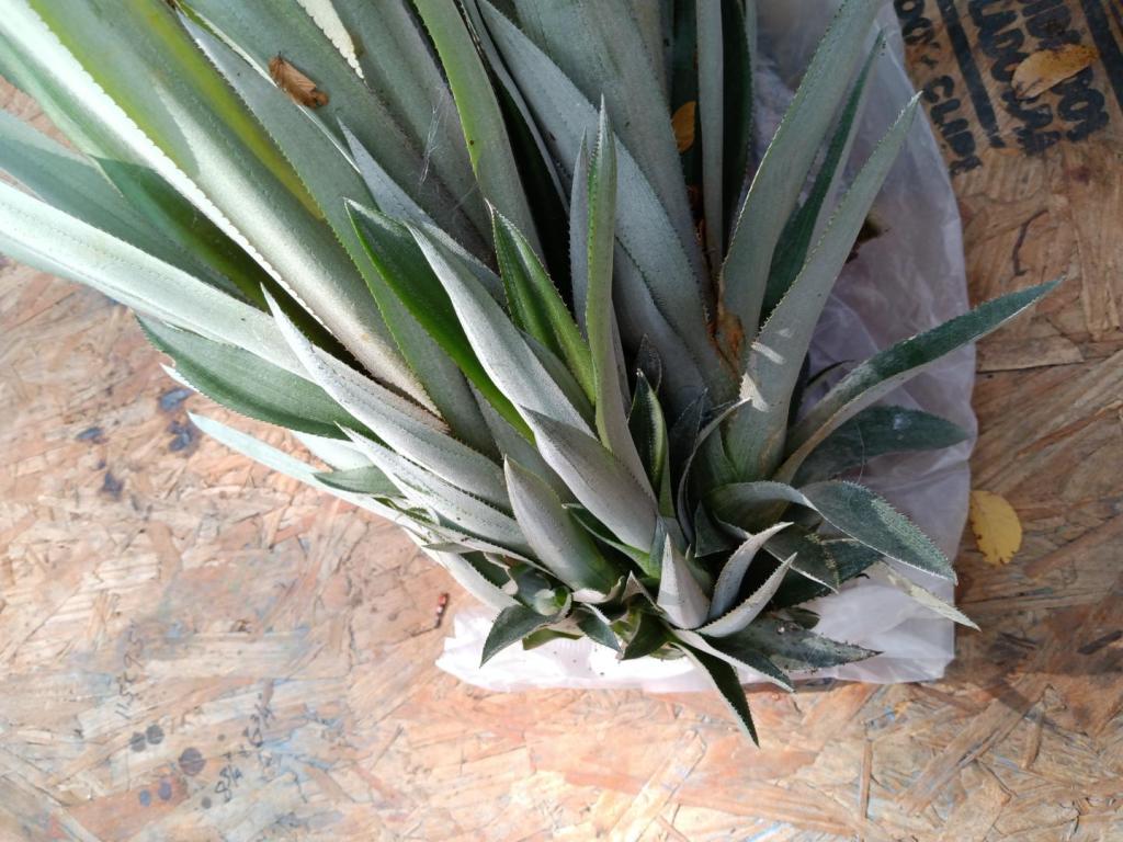 pina2.thumb.jpg.a90dc4cf7f071369e365ab36b0ef2525.jpg