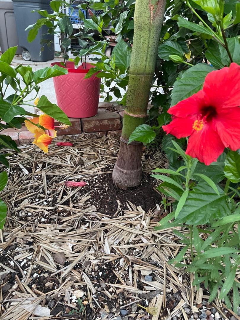 Bamboo Leaves as Mulch DISCUSSING PALM TREES WORLDWIDE PalmTalk