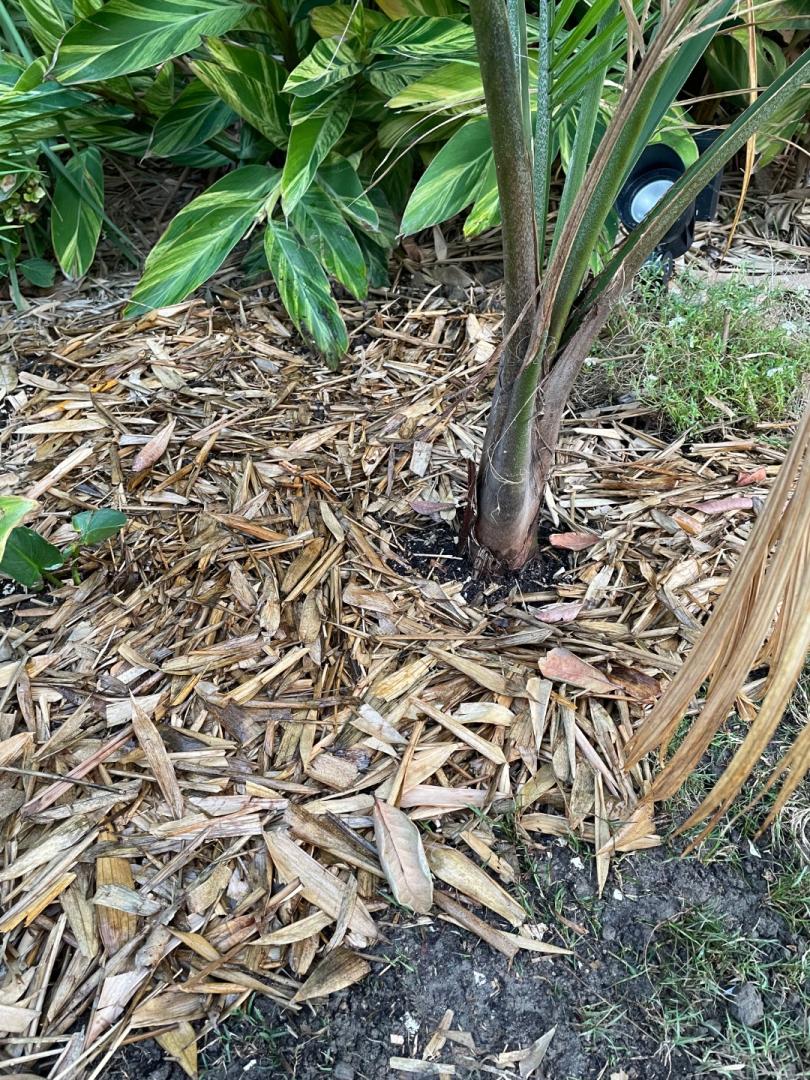 Bamboo Leaves as Mulch DISCUSSING PALM TREES WORLDWIDE PalmTalk
