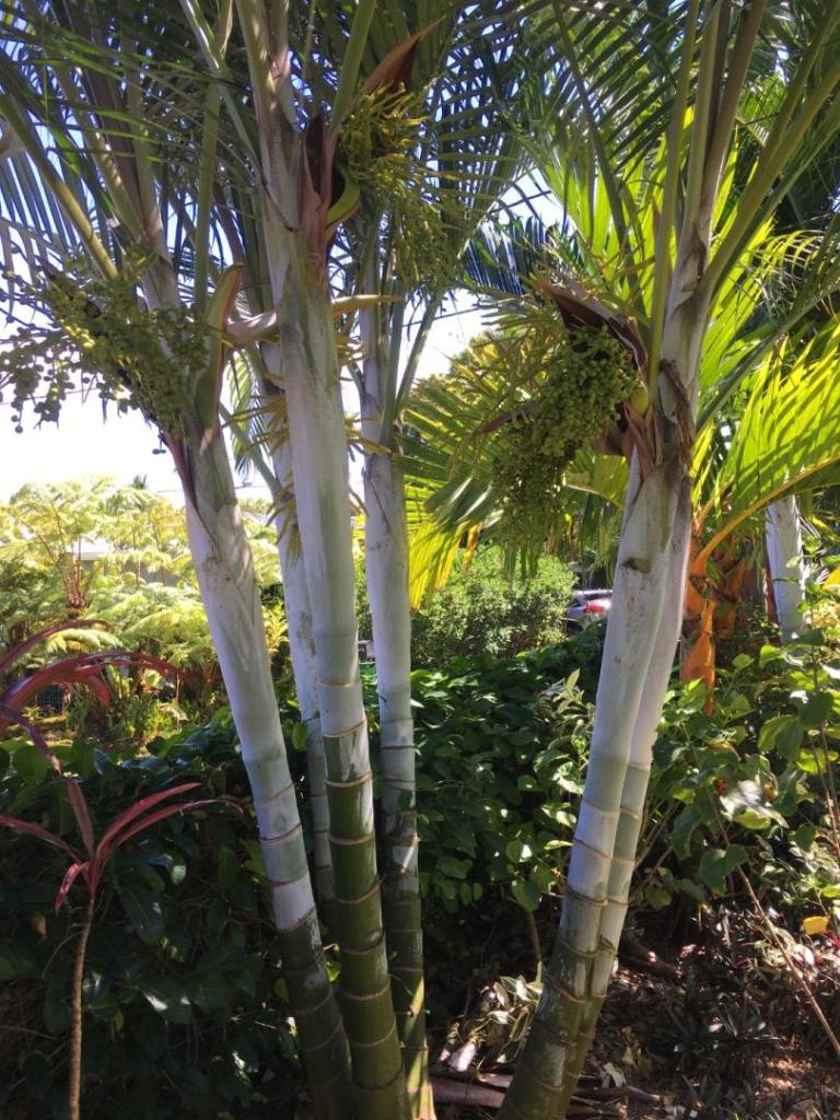 E4080952-708F-41F9-93DD-36A3596DCE33.thumb.jpeg.feae9b9a8154d65bb01d51a1a22bc908.jpeg