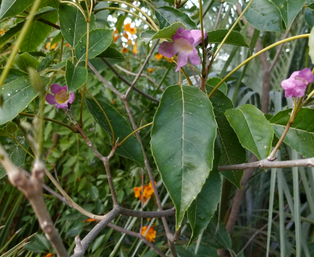 Handroanthus_heptaphyllus.png