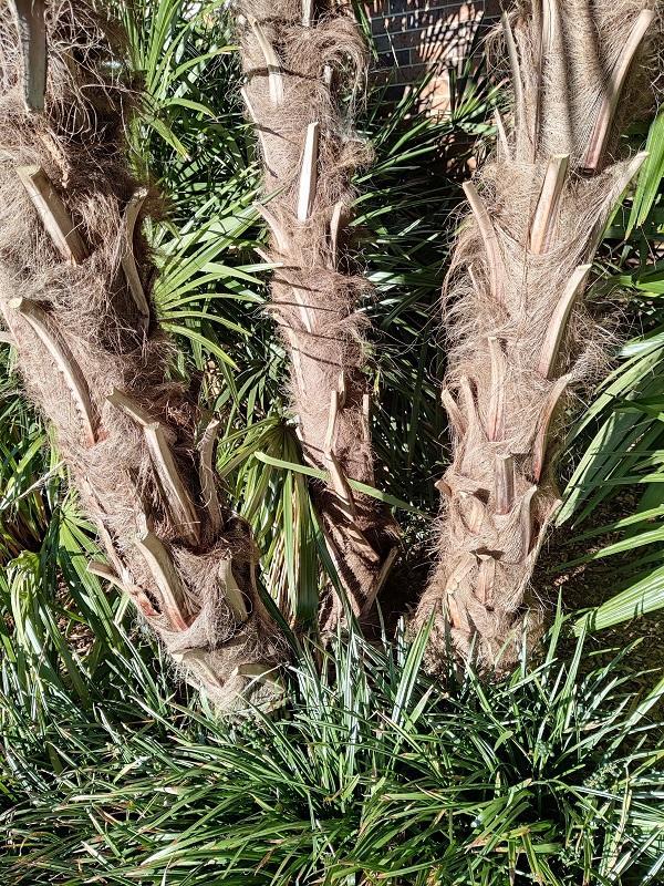Palm spacing COLD HARDY PALMS PalmTalk