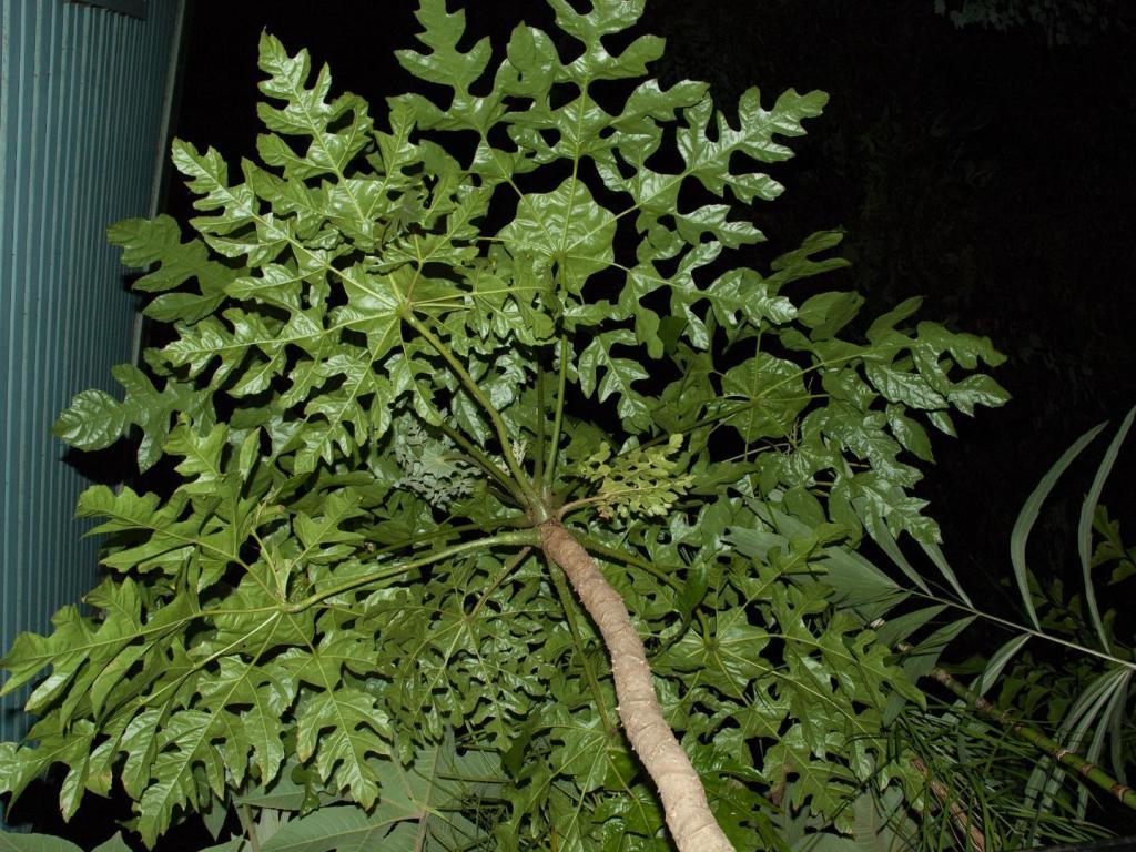 T.palmata.20210718-01.thumb.jpg.67c08efdd7303c17ea79ba6b4d6e5c60.jpg