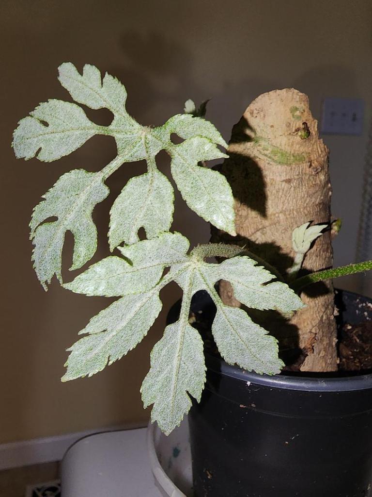 T.palmata.20221023-01.thumb.jpg.f806e74b1616725a2faecd032b595cef.jpg