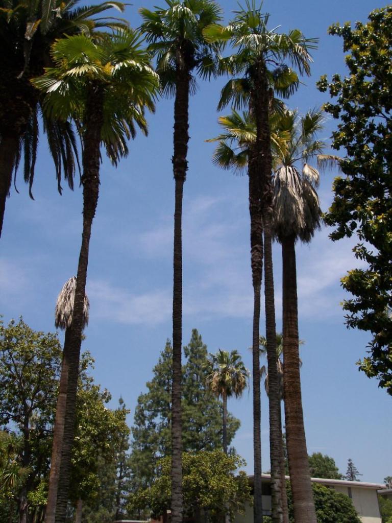 Trachycarpus_tall_Pasadena.thumb.jpg.323d5f09ffcd8cd0fd99046a5abcdc82.jpg