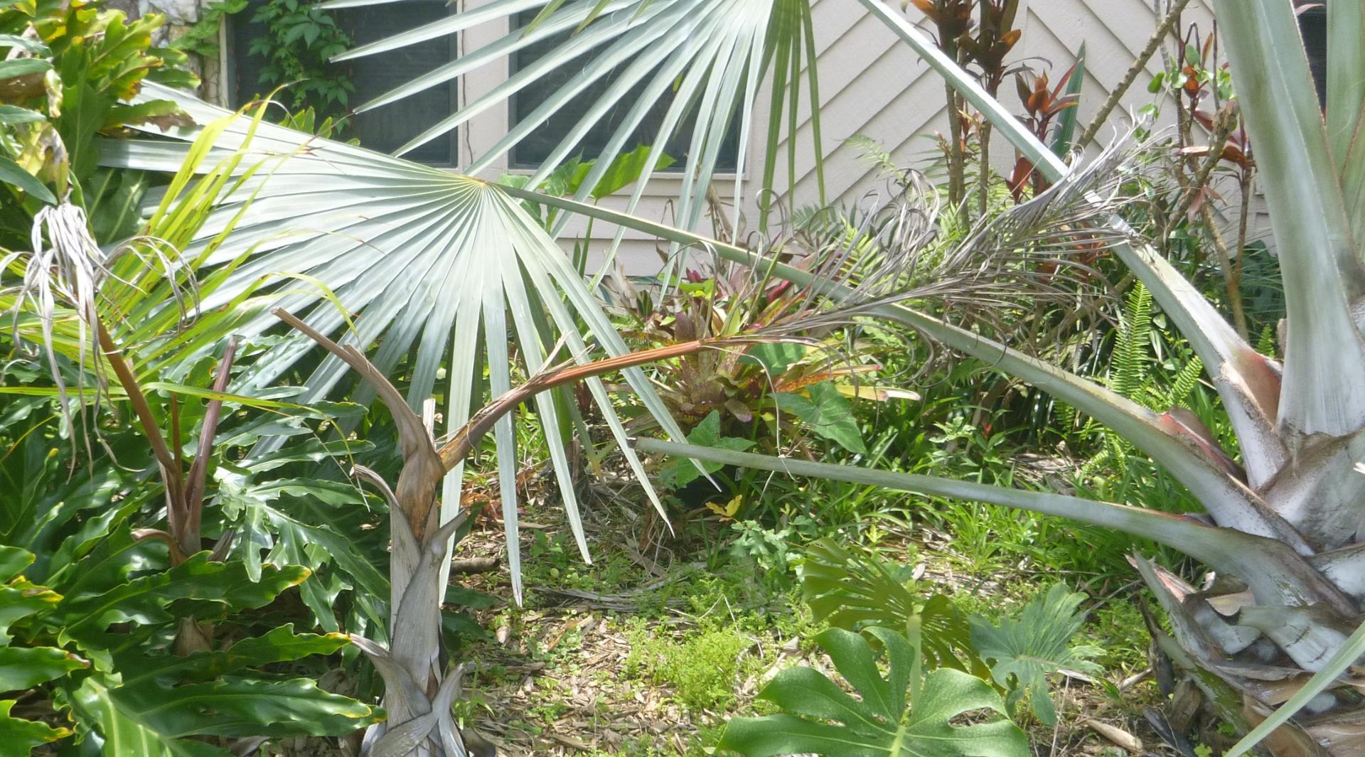 bismarck-leaf-pruning-discussing-palm-trees-worldwide-palmtalk