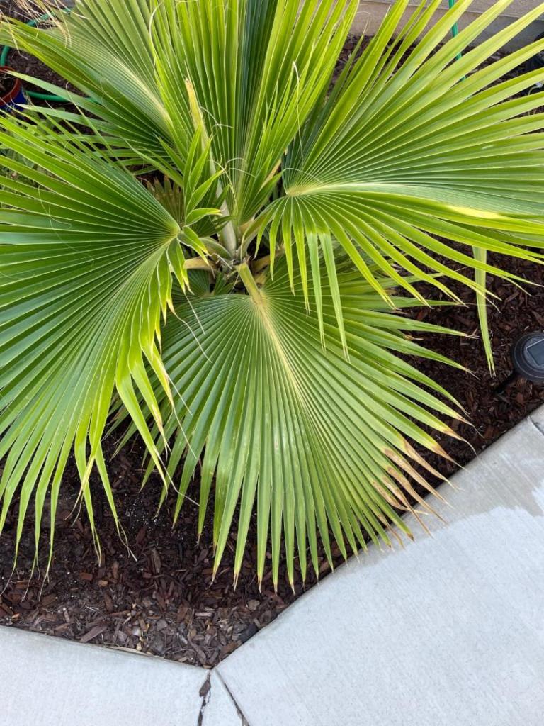 Growing Prichard Palm in Yuma Az DISCUSSING PALM TREES WORLDWIDE PalmTalk