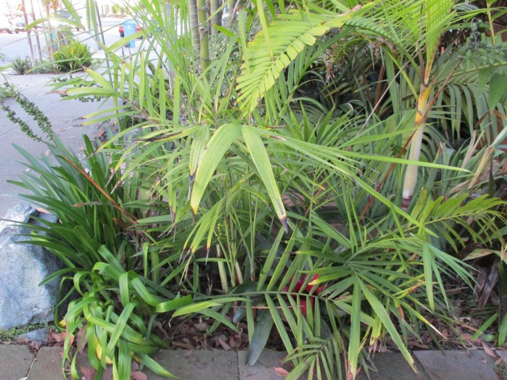 IMG_0553.JPG