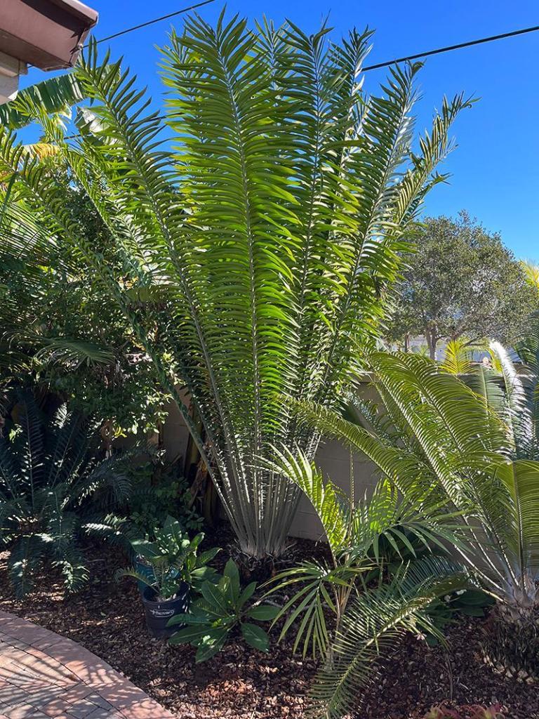 cycad.thumb.jpg.395cd91b44184ea0ff067163c22ddb10.jpg