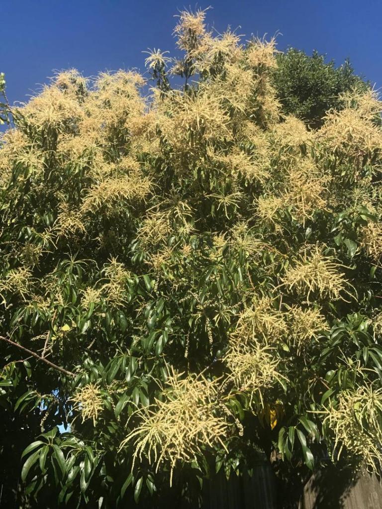 lithocarpus 124809229_3649163065103691_8471166310929943127_n.jpg