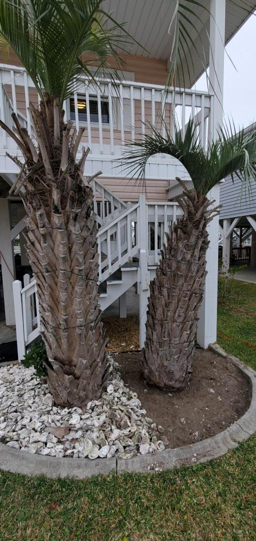 Moving/rehoming Pindo Palm DISCUSSING PALM TREES WORLDWIDE PalmTalk