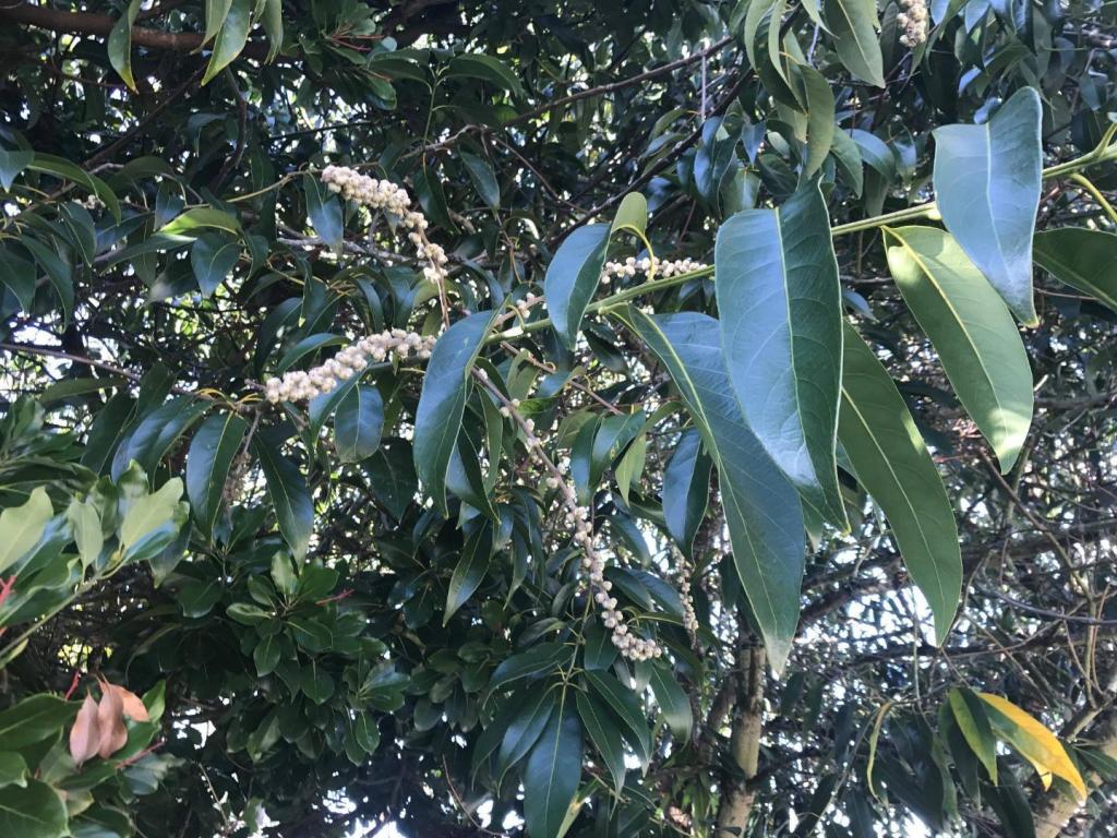 lithocarpus 50474552_2214916431861702_2364955296943570944_n.jpg
