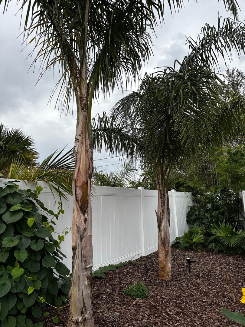 Queen palm yellowing DISCUSSING PALM TREES WORLDWIDE PalmTalk