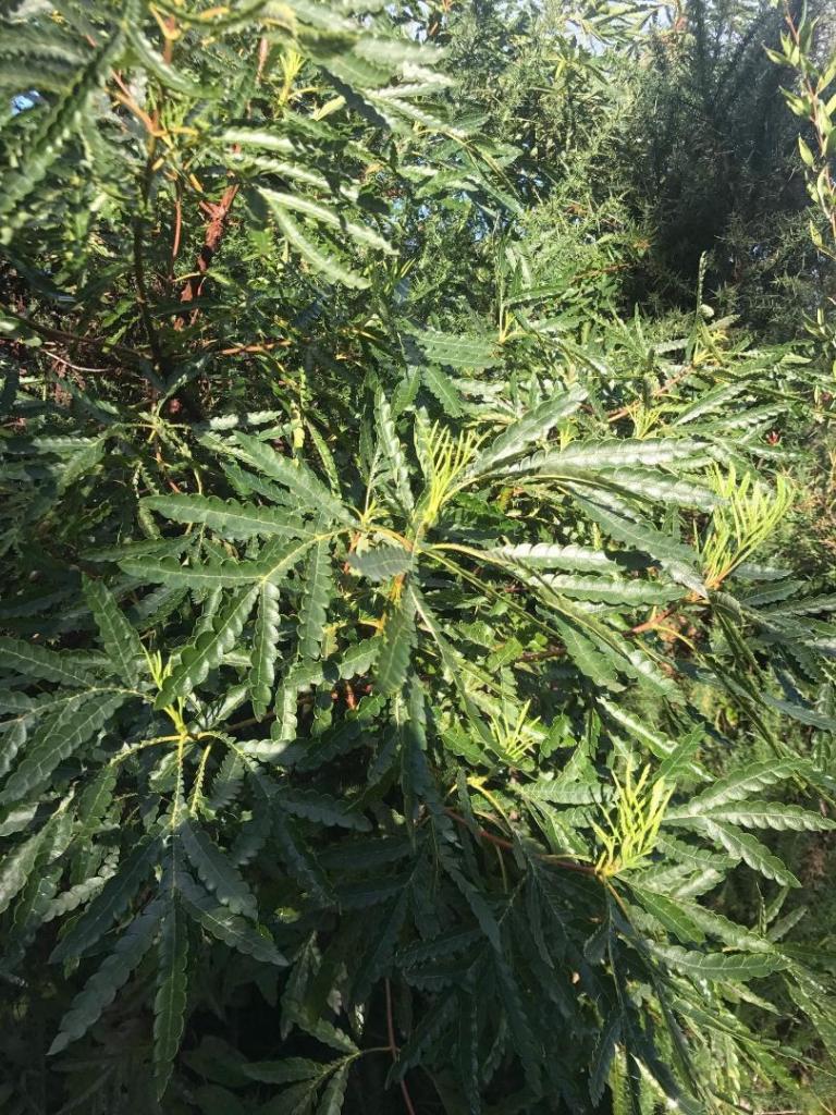 lyonothamnus 190558956_4204756806210978_4870775612322776515_n.jpg