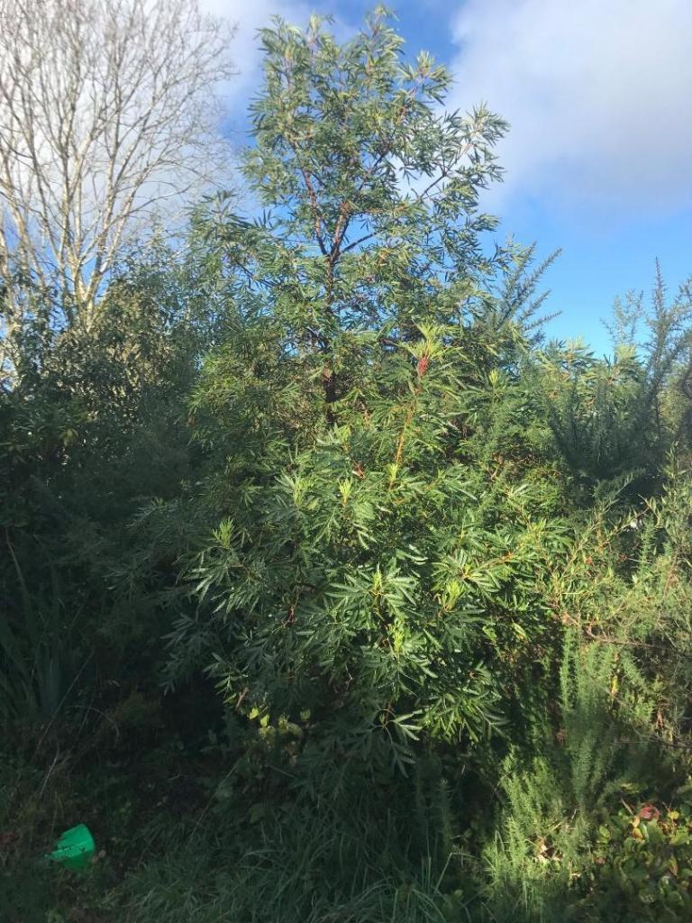 lyonothamnus 190888069_4204756029544389_8884098426207002470_n.jpg