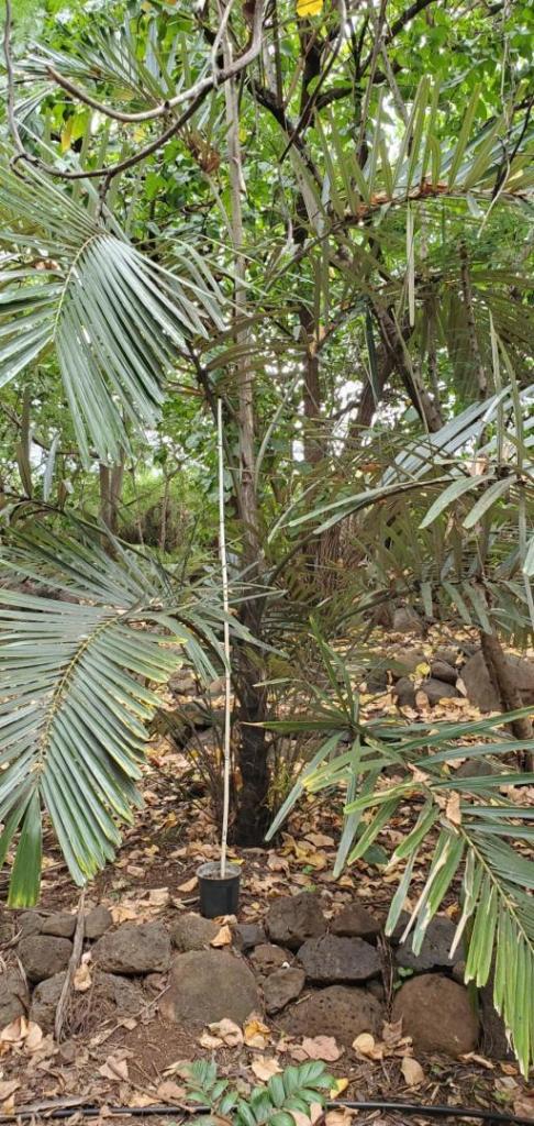 Arenga micrantha-20210430_103230.jpg