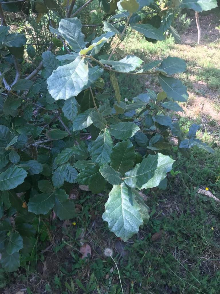 quercus crassifolia 67968717_2515792985107377_2141246676881375232_n.jpg