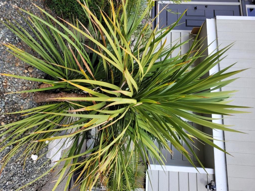 Cordyline2.thumb.jpg.3ac858002649de4192a17838d8d34237.jpg