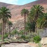 Phoenix_Canariensis