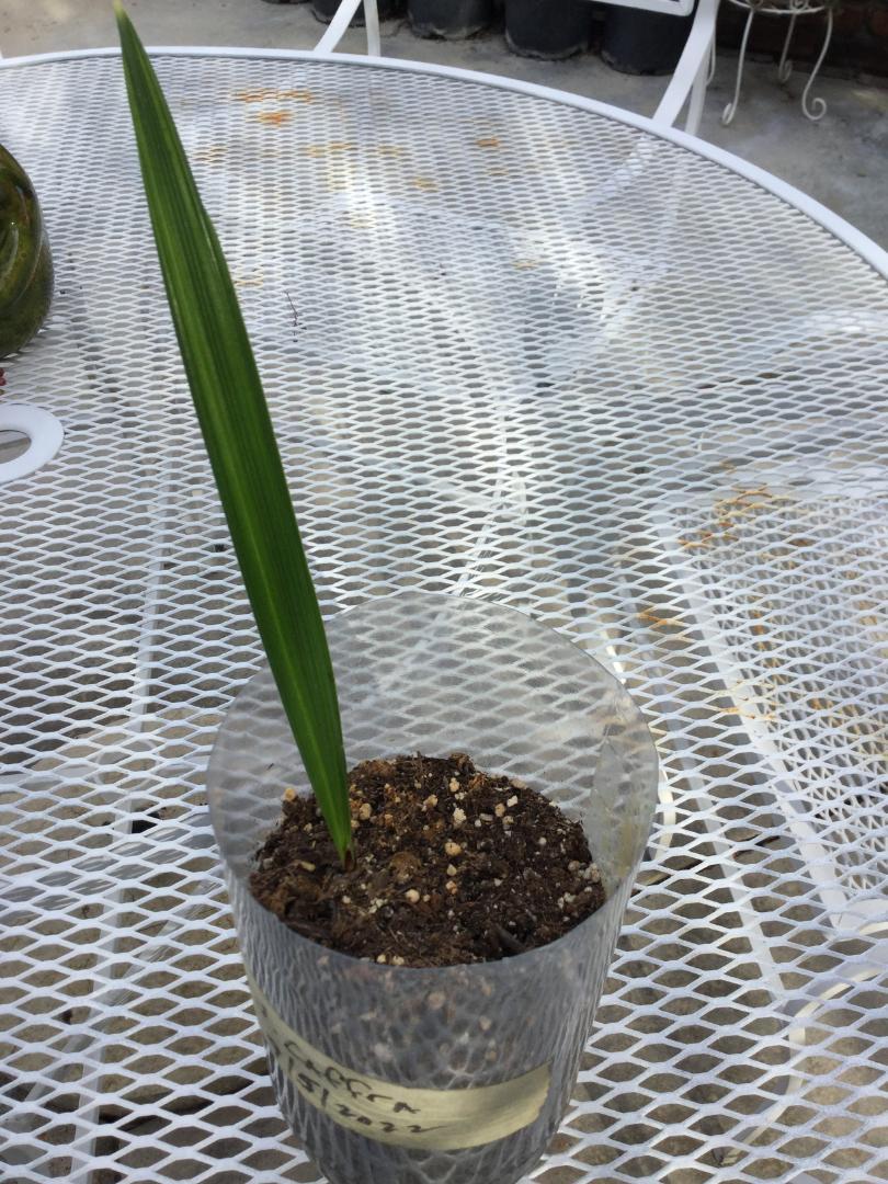 Jubaeaopsis caffra seedling