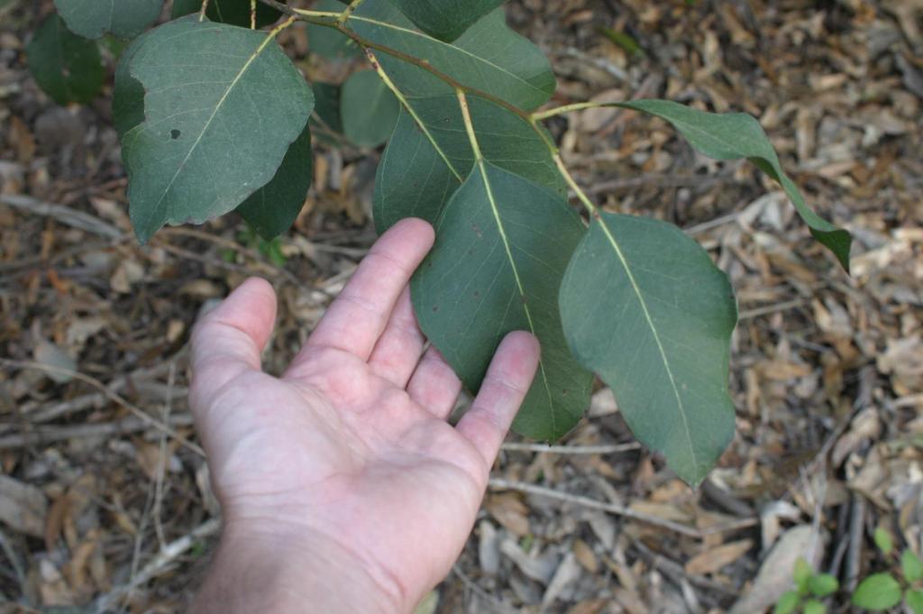 IMG_7705eucalyptus amplifolia juvenile leaves copy.JPG