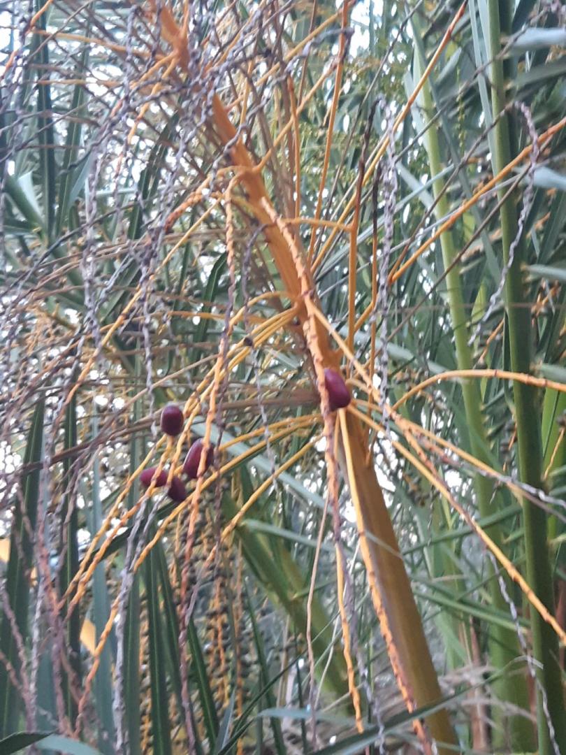 Female Phoenix Canariensis and male Medjool pollen - COLD HARDY PALMS ...