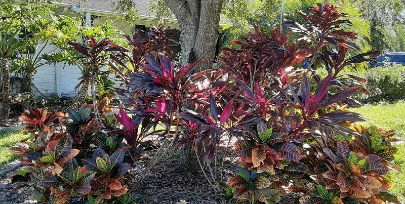 9002_Crotons_Cordylines.jpg.46d0542d1235af433f5261cf5cff807c.jpg